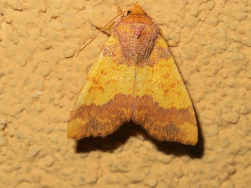 Noctuidae - Tiliacea aurago? S